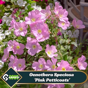 May include: Pink Oenothera Speciosa 'Pink Petticoats' flowers in bloom. The flowers are a light pink color with yellow centers. The plant is in a hanging basket.