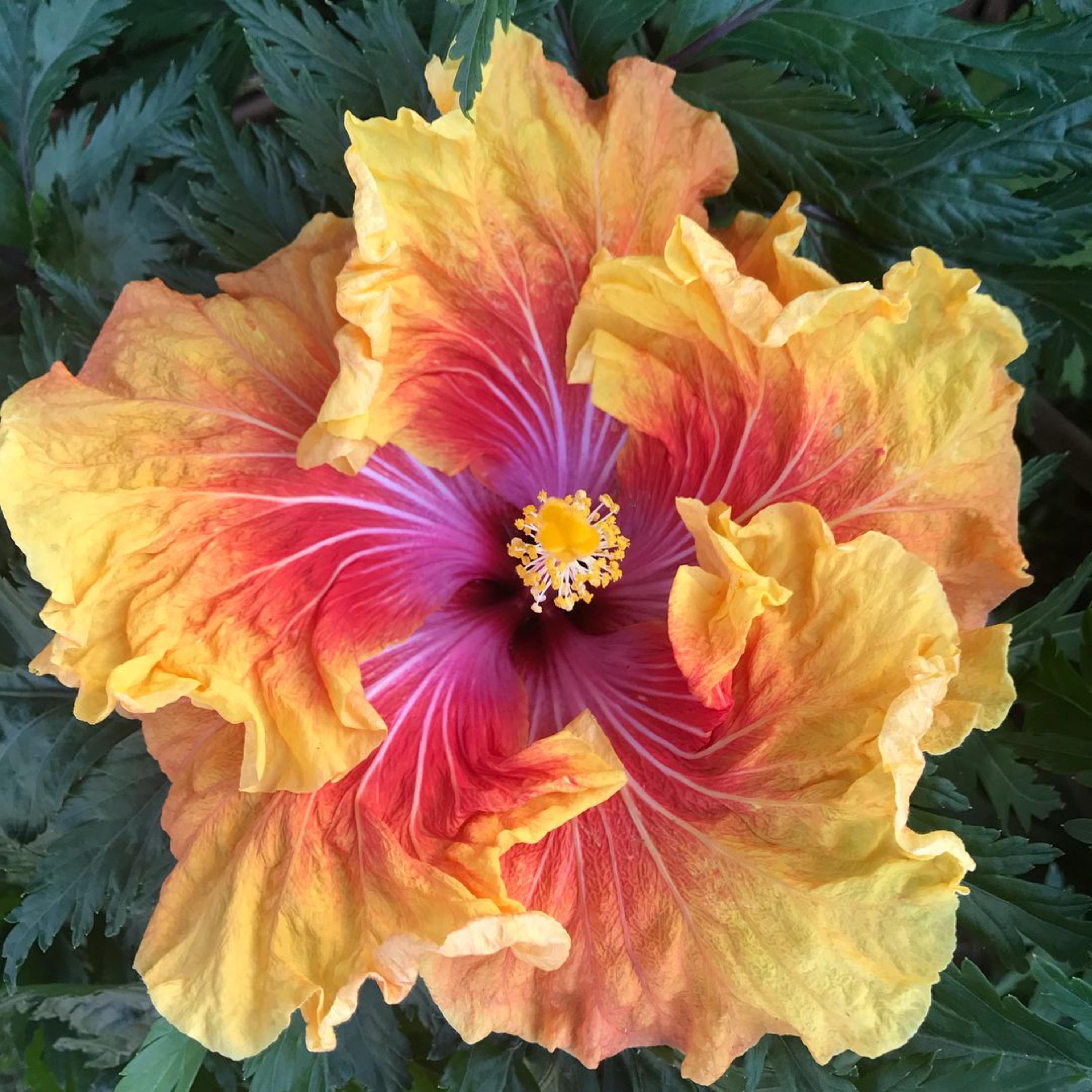 Tahitian Sunset Hibiscus Seeds – Mallow, Attracts Pollinators - Etsy
