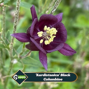 Op de afbeelding: Een close-up van een 'Kurdistanica' Black Columbine bloem. De bloem heeft dieppaarse bloemblaadjes en een centrum van gele meeldraden. De afbeelding is tegen een vage groene achtergrond geplaatst. De bloem staat in volle bloei.