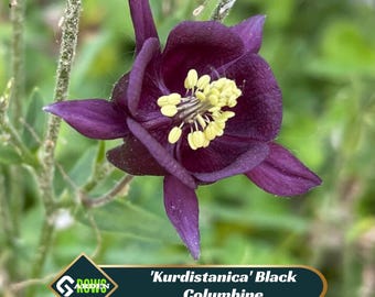 Dark Columbine Seeds - Deciduous - Cold Resistant - Attracts pollinators -Plant in Late Summer to Early Fall