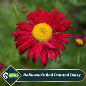 Robinson's Red Painted Daisy Seeds – Open-Pollinated, Cold Resistant
