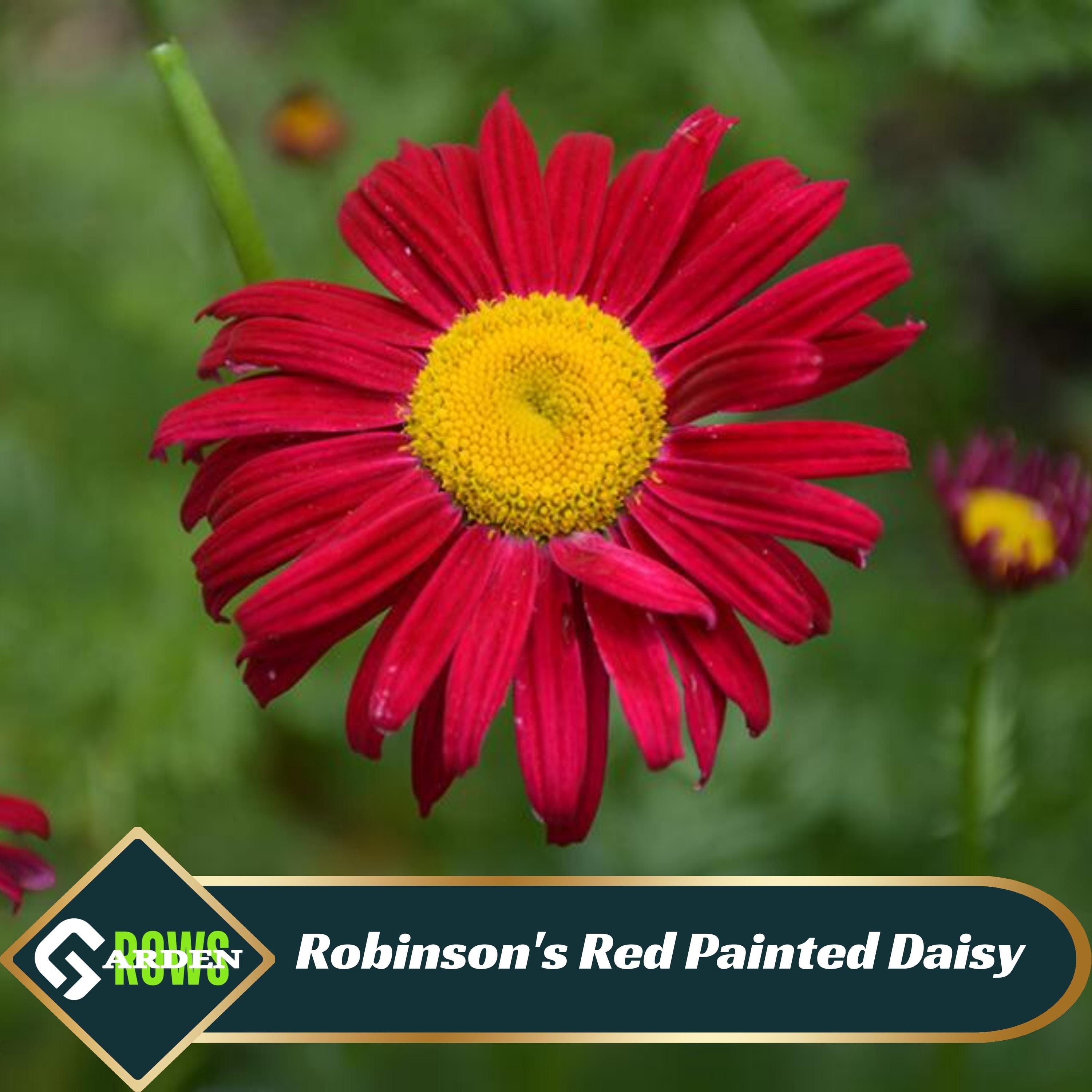 Edmonds Daisy Color Robinson's Red Painted Daisy Seeds – Open-pollinated, Cold Resistant - Etsy