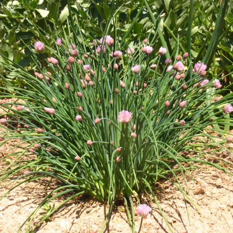 Chives Onion Seeds - Perennial - Edible - Cold Resistant - Fast Growing ...