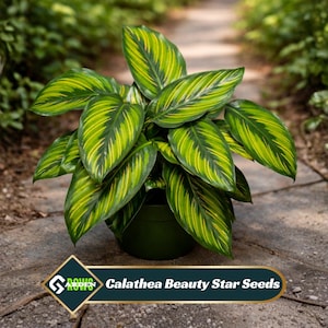 Calathea Beauty Star Seeds - Striped Pink Green Leaves - Tropical Foliage - Indoor Decorative Houseplant