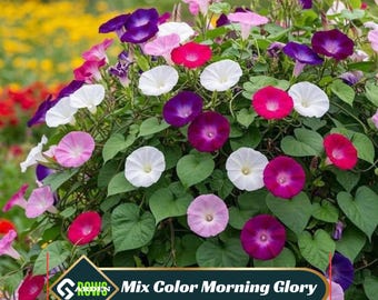 Mix Color Morning Glory Seeds – Heirloom Climbing Vine