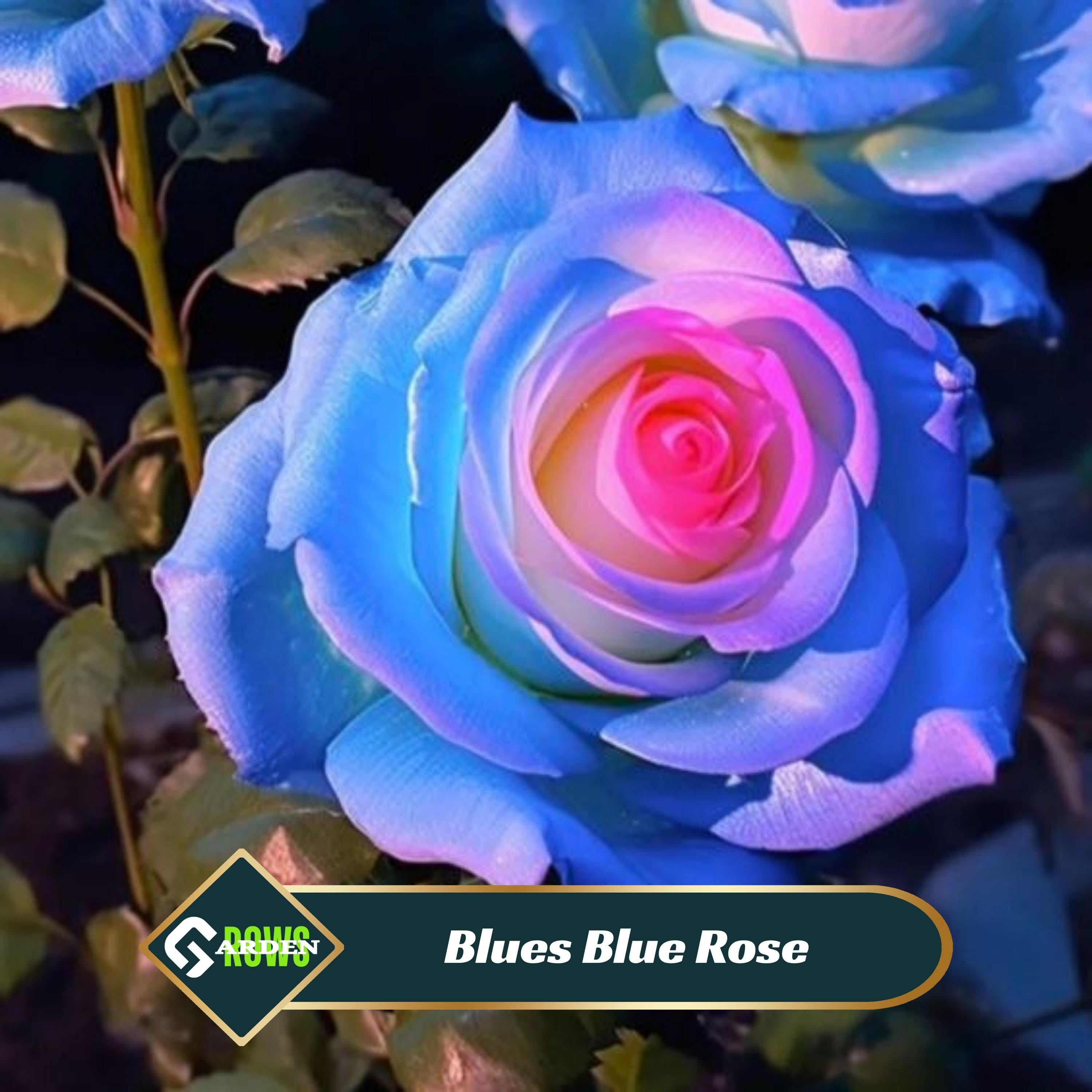 Blue Rose Seeds - Exotic Perennial Flower - Etsy