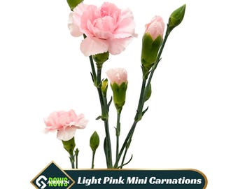Light Pink Carnation Seeds – Heirloom,  Dianthus
