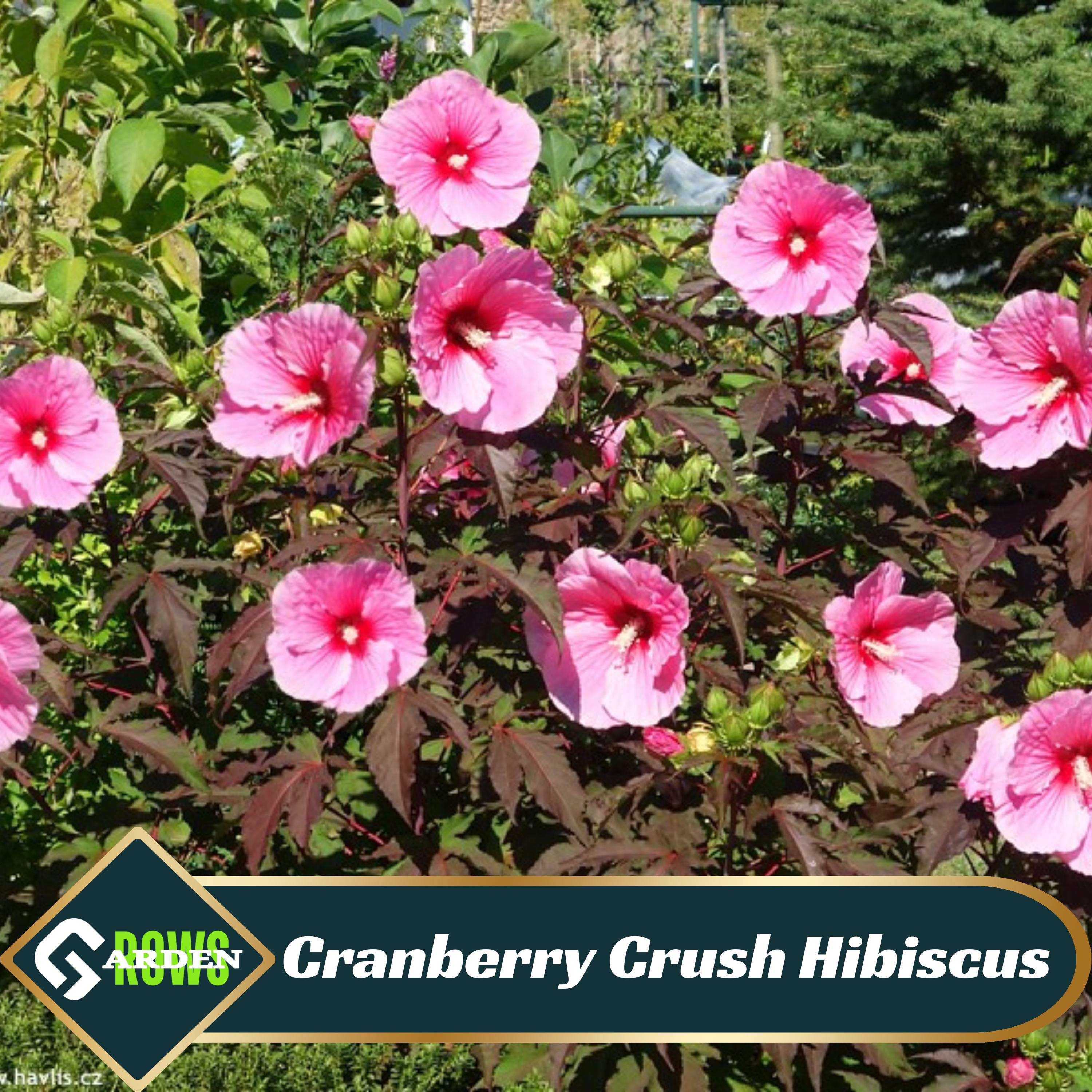 Cranberry Crush Hibiscus Seeds - Cold Resistant, Fast Growing, Attracts Pollinators - Clumping - Plant in Early Spring #6032
