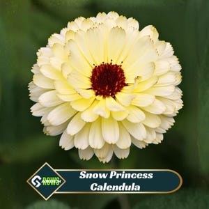 May include: A close-up of a Snow Princess Calendula flower. The flower has multiple layers of soft yellow petals surrounding a dark maroon center. The background is a blurred green.