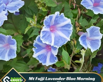 Mt Fuji Lavender Blue Morning Glory Seeds - Heirloom, Open-Pollinating
