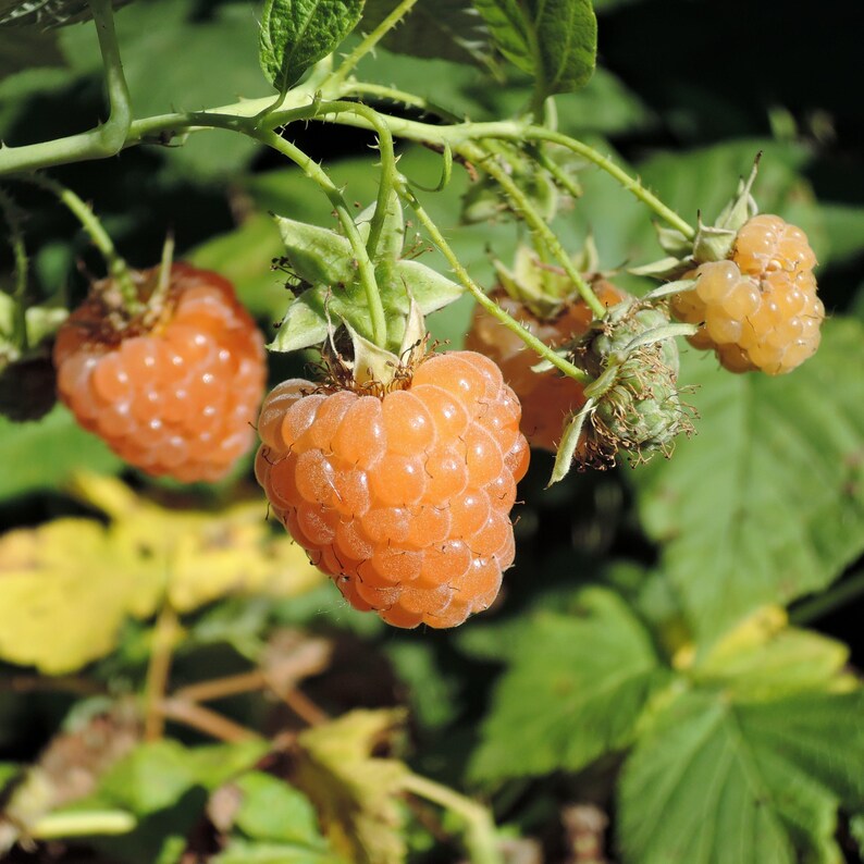 Hanging Golden Raspberry Yellow / Golden Raspberry Seeds - Fruit Seeds - Edible - Deciduous ...