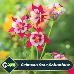 Crimson Star Columbine Seeds - Cold Resistant - Deciduous - Potted - Attracts pollinators - Plant in Late Summer to Early Fall -#100
