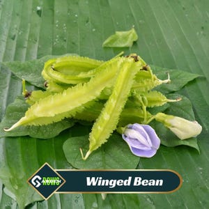 May include: A collection of fresh winged beans, showcasing their unique, ridged shape and pale green color. The beans rest on a bed of large green leaves, with a purple and white flower and the text "Winged Bean".