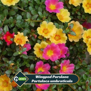 Op de afbeelding: Close-up van Wingpod Purslane bloemen, Portulaca umbraticola, in volle bloei. De bloemen zijn een mix van helder geel, roze en rood met gele centra, tegen een achtergrond van groene bladeren. De afbeelding bevat een banner met de naam van de plant.