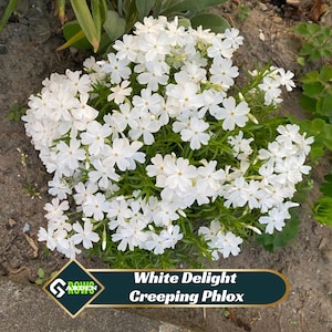 Op de afbeelding: Een close-up van een cluster witte Kruipende Phlox bloemen. De bloemen hebben vijf bloemblaadjes en een geel centrum. De afbeelding bevat de tekst "White Delight Creeping Phlox" in een banner.