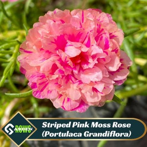 May include: A close-up of a pink and white striped moss rose flower. The flower has a ruffled appearance and is in full bloom. The flower is also known as Portulaca Grandiflora.