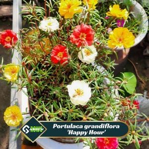 Portulaca Seed - Etsy