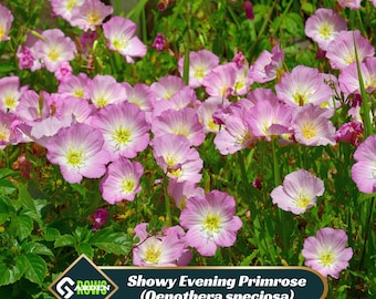 Showy Evening Primrose (Oenothera speciosa) Seeds - Showy Blooms - Fragrant - Drought Tolerant - Attracts Pollinators - Plant in Spring/Fall