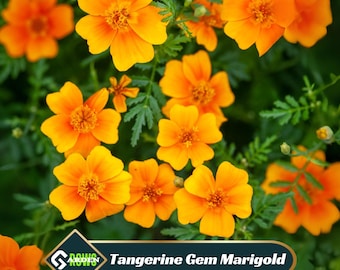 Tangerine Gem Marigold Seeds - Edible -Open-Pollinating - Potted - Draft Resistant -Cold Resistant -Dwarf - Plant in Spring/After frost