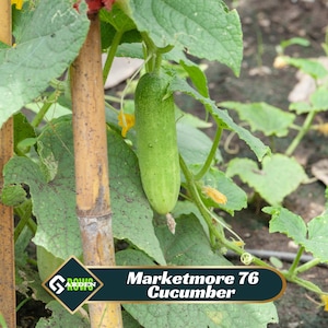 Marketmore 76 Cucumber Seeds - Heirloom Slicing Cucumber - Dark Green Straight Fruits - Disease Resistant High Yield