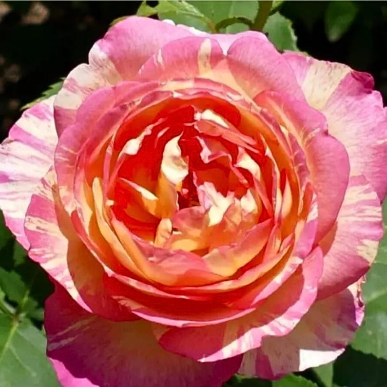 Marc Chagall Rose Seeds - Pink Floribunda, Perennial - Etsy