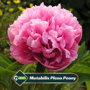 Mutabilis Plena Peony Seeds - Showy Blooms, Fragrant, Long-Lived, Attracts Pollinators, Excellent Cut Flower - Plant in Spring/Fall