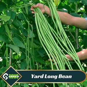 May include: A bundle of fresh, green yard-long beans held in a person's hand, with a backdrop of green leaves and vines. The image includes a banner with the text "Yard Long Bean".
