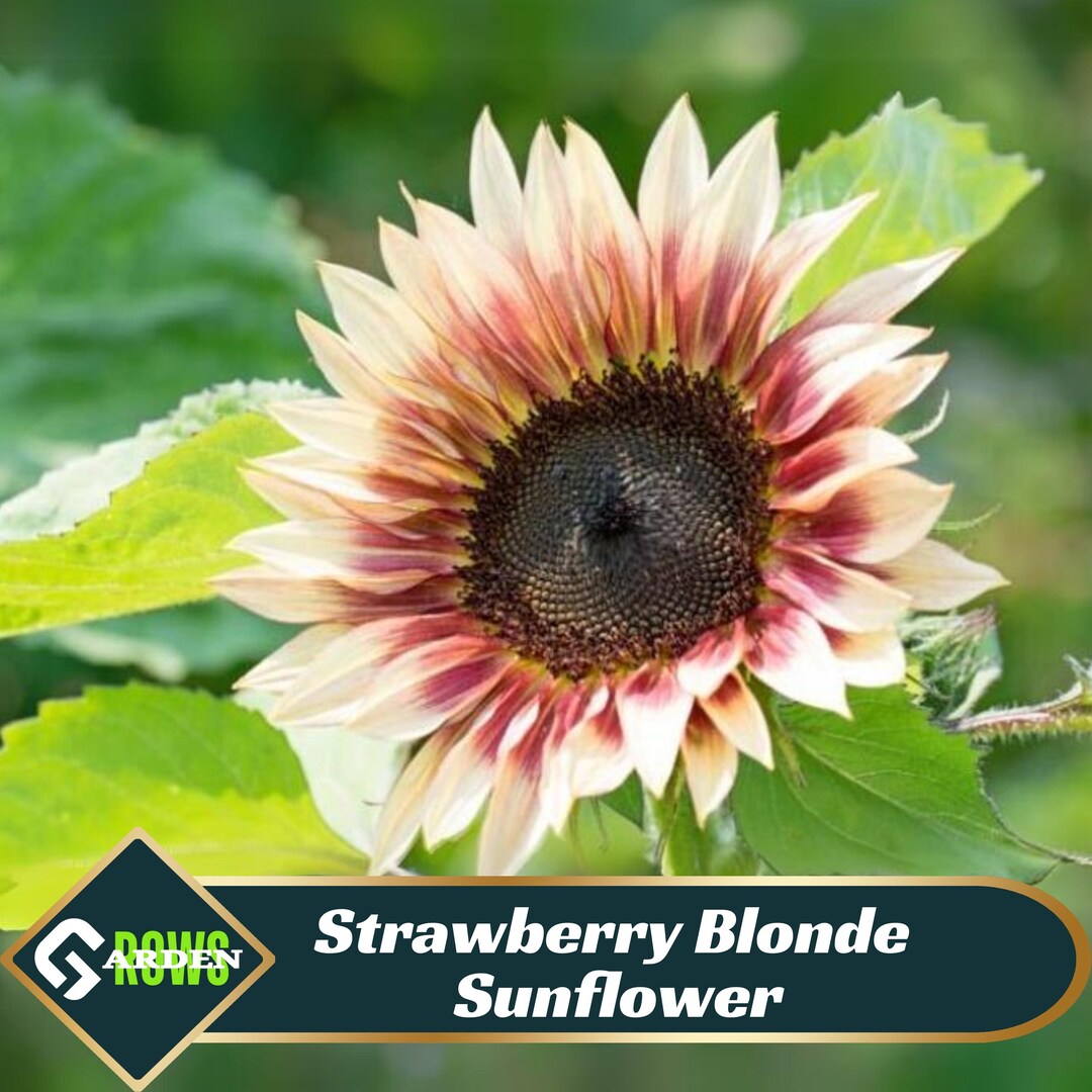 Strawberry Blonde Sunflower Seeds - Bi-colored Petals - Attracts  Pollinators - Drought Tolerant - Low Maintenance - Plant in Spring - #E016  - Etsy