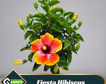 Fiesta Hibiscus Seeds - Cold Resistant, Fast Growing, Attracts Pollinators - Clumping - Plant in Early Spring #6015