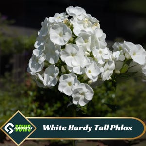 May include: A cluster of white Hardy Tall Phlox flowers in full bloom. The flowers have five petals and a yellow center. The image includes the text "White Hardy Tall Phlox" and a logo. The background is blurred green foliage.