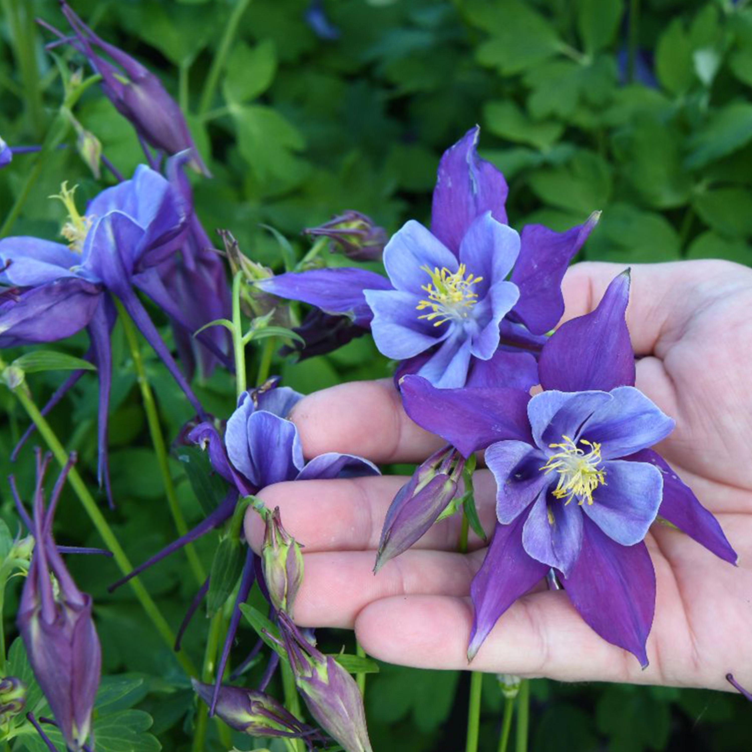 Aquilegia 'Earlybird Purple Blue'