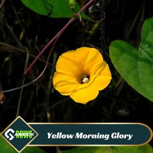 May include: A vibrant yellow morning glory flower with a white center, blooming against a dark green background.