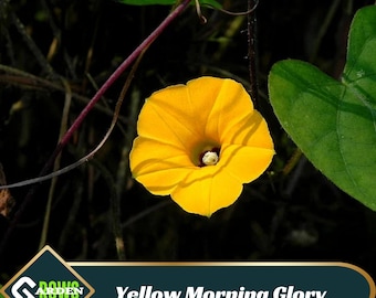 Yellow Morning Glory Seeds – Open Pollinated – Fast Growing Vine – Yellow Blooms – Climbing Flower – Cottage Garden
