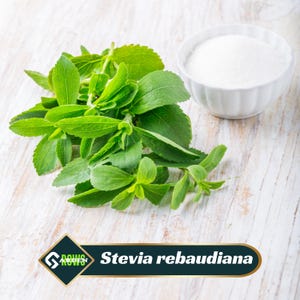 May include: A close-up shot of fresh green stevia leaves and a small white bowl filled with white granulated stevia. The text "Stevia rebaudiana" is displayed on a banner at the bottom of the image.