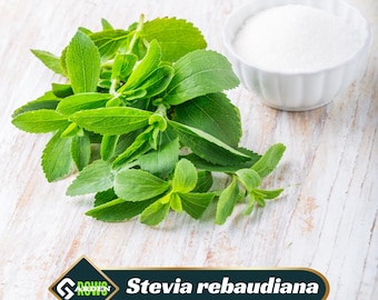 Stevia rebaudiana Seeds - Herb Seeds - Sugar Leaf - Edible - Evergreen - Open-Pollinating - stevia seed plant