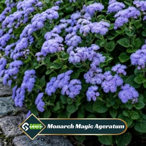 May include: A close-up of a vibrant bush of Monarch Magic Ageratum flowers. The flowers are a soft, light purple color and have a fluffy, textured appearance. The green leaves provide a contrasting backdrop.
