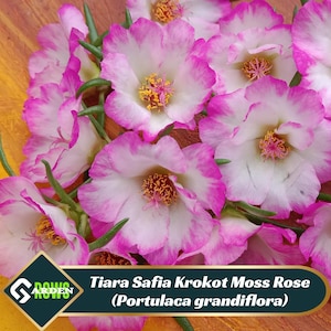 May include: Close-up of pink and white flowers with a pink border. The flowers are called Tiara Safia Krokot Moss Rose (Portulaca grandiflora).