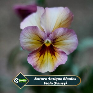 May include: A close-up of a Viola (Pansy) flower with petals in shades of purple, yellow, and cream. The flower has a dark center and is labeled "Nature Antique Shades".
