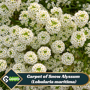 Carpet of Snow Alyssum (Lobularia maritima) Seeds - Cold Resistant - Open-Pollinating - Drought Tolerant - Plant in Early Spring - #303