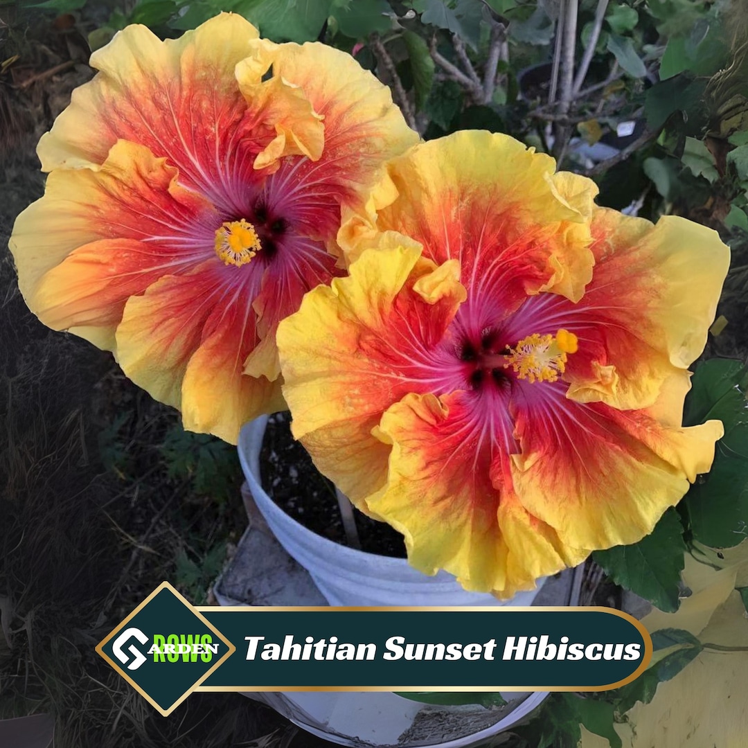 Tahitian Sunset Hibiscus Seeds – Mallow, Attracts Pollinators - Etsy