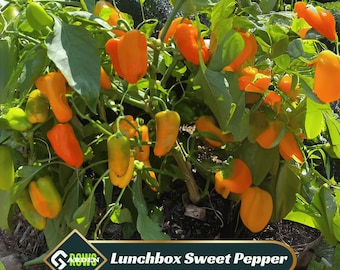 Lunchbox Sweet Pepper Seeds - High Yield - Compact Size - Sweet Flavor - Open-Pollinating - Plant in Spring after the last frost