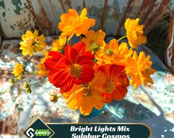 Bright Lights Sulphur Cosmos Seeds – Drought Resistant, Pollinator Friendly