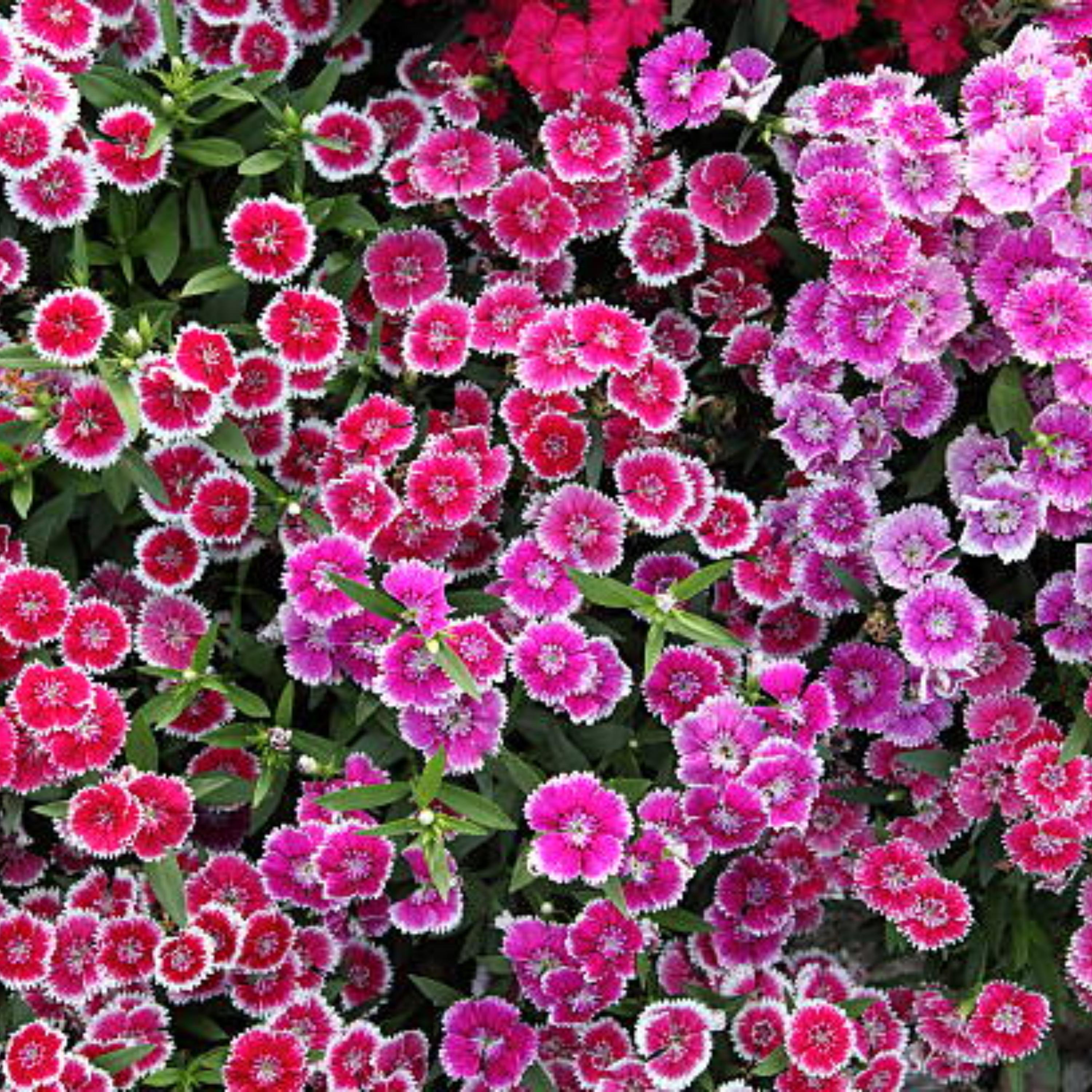 Sweet William Mix Carnations- Dianthus Seeds - Open-pollinated ...