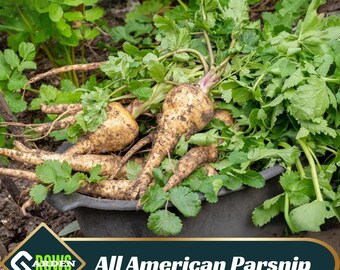 All American Parsnip Seeds - Biennial - Edible - Cold Resistant - High Yield - Sweet Flavor - Long Storage Life - Plant in Early Spring/Fall