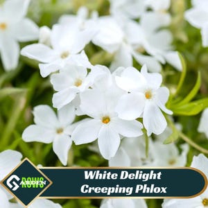 May include: Close-up of white creeping phlox flowers with yellow centers against a backdrop of green foliage. The image includes the text "White Delight Creeping Phlox" in a gold and white font.