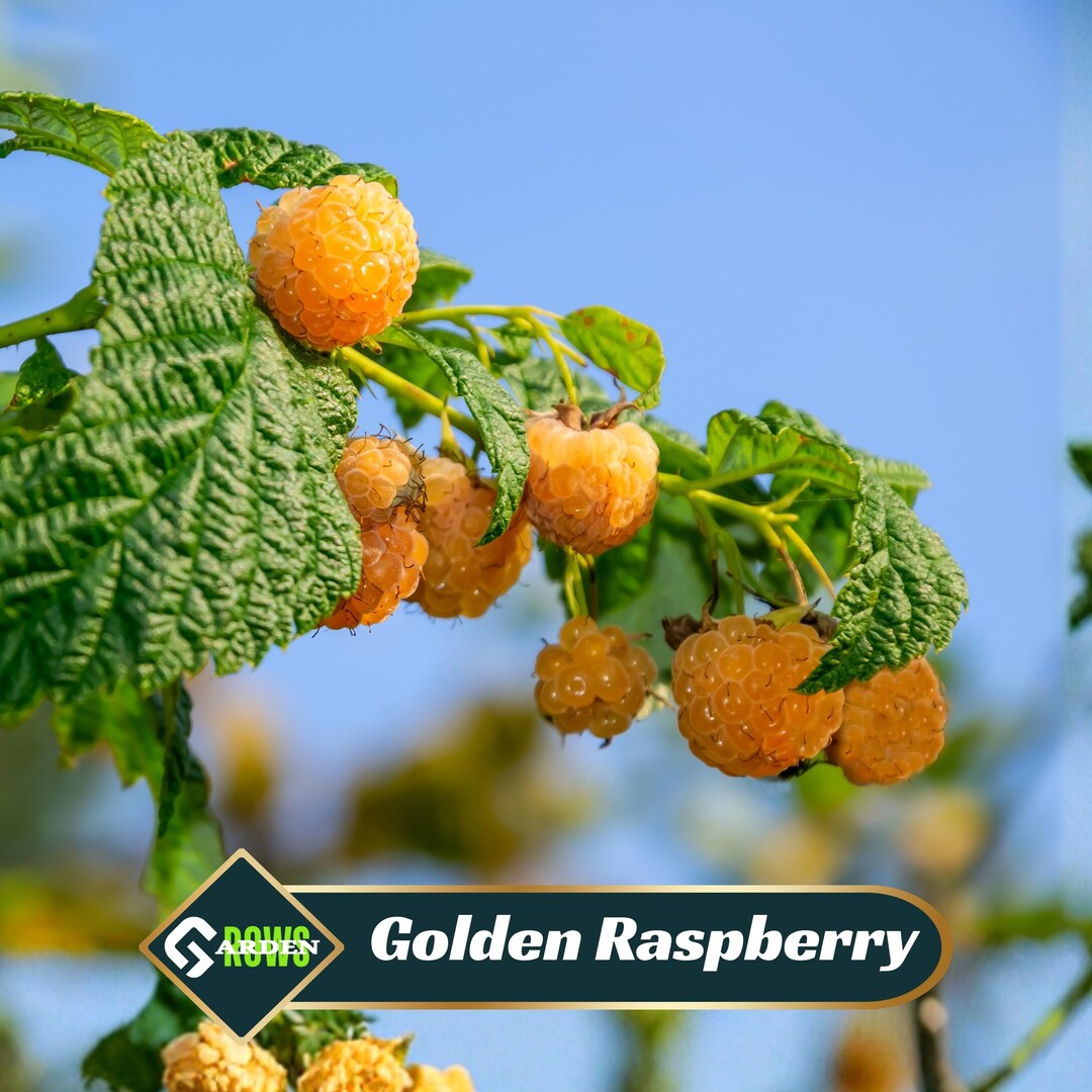 Yellow Seeds Inside Raspberry Yellow / Golden Raspberry Seeds - Fruit Seeds - Edible - Deciduous ...