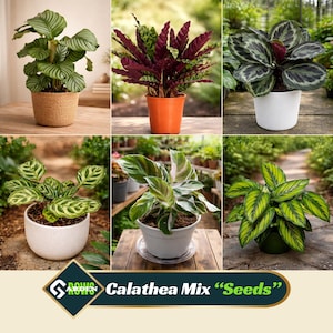 2 gallon planting pots Pro Cal Premium Nursery Pot, 2 Gallon