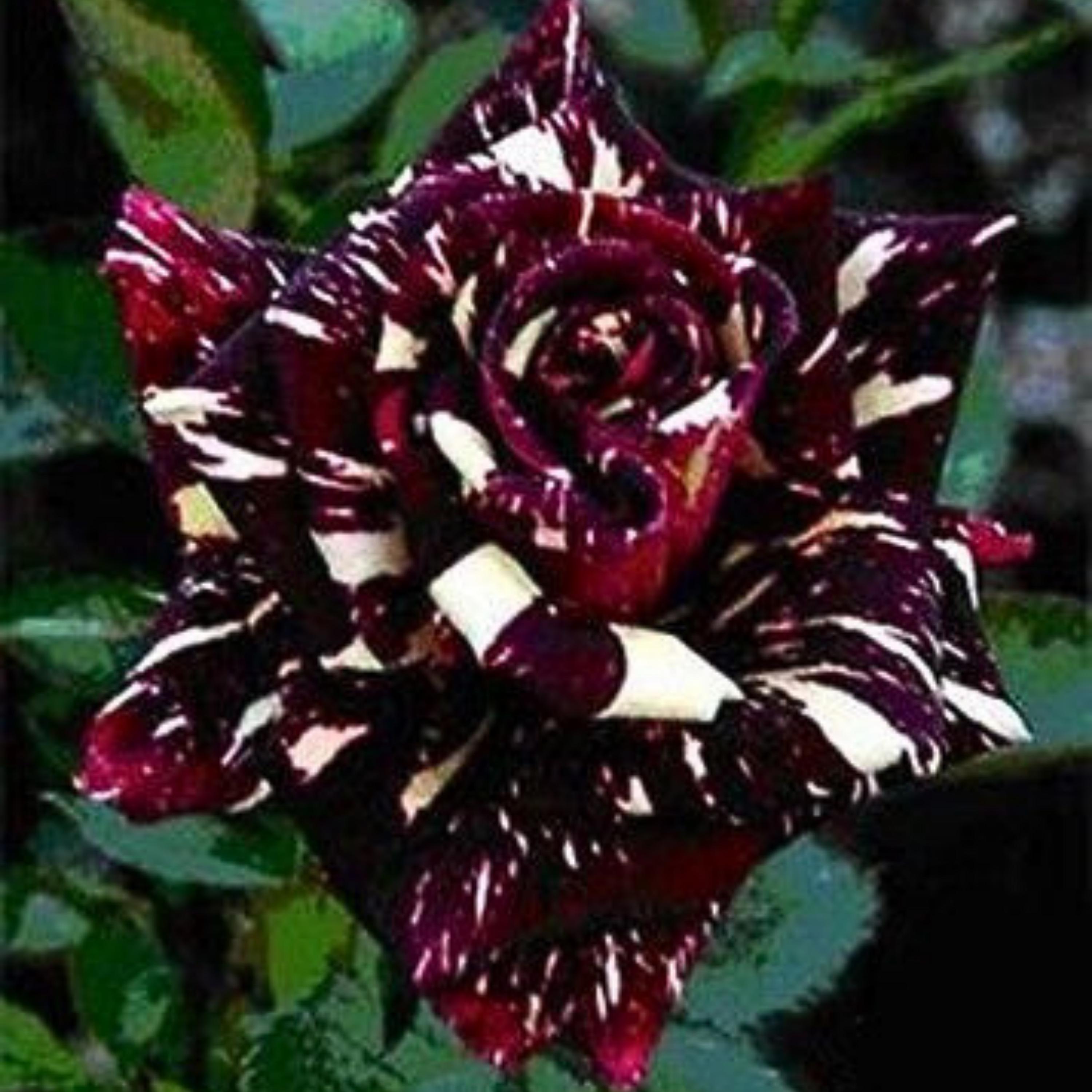 Black Dragon Rose Seeds - Exotic Perennial Flower - Etsy