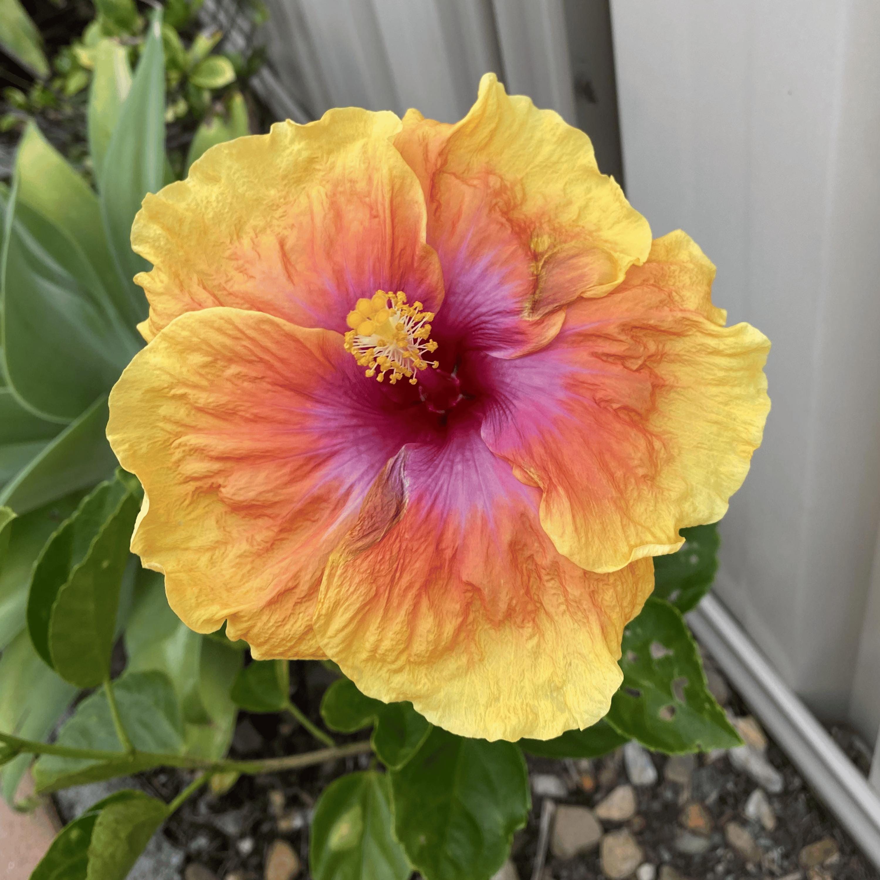 Tahitian Sunset Hibiscus Seeds – Mallow, Attracts Pollinators - Etsy