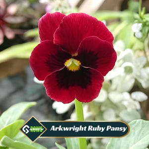 Arkwright Ruby Pansy Seeds – Deep Red Burgundy Flowers – Viola Pansy Cool Season Blooms – Easy Grow Garden & Container Flower- #245